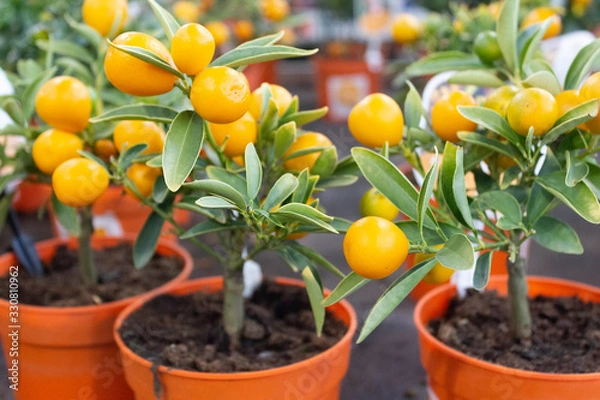 Fototapeta Indoor miniature citrus trees with ripe fruits in pots in a flower shop.