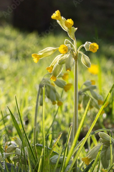 Obraz Fleur jaune du jardin en contre-jour 