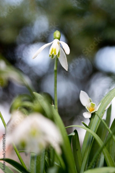 Obraz Perce-neige au printemps 