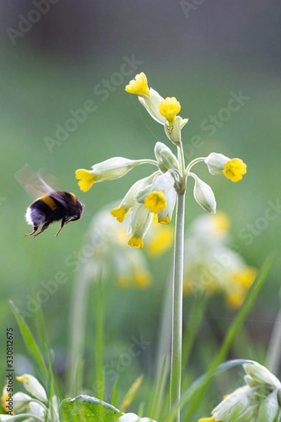Obraz Premier bourdon du printemps prêt à butiner 
