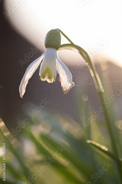 Obraz Perce-neige au couché de soleil