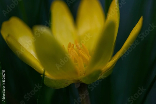 Obraz Macro d0une fleur du printemps du jardin 