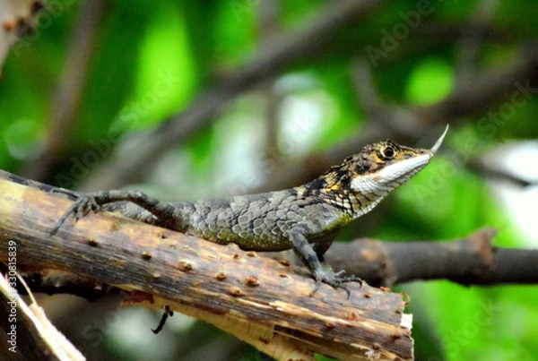 Fototapeta lizard on tree