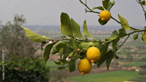 Fototapeta lemon tree