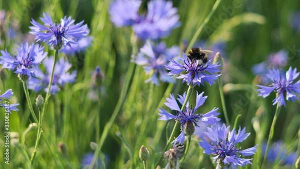 Fototapeta bumblebee on  cornflowers