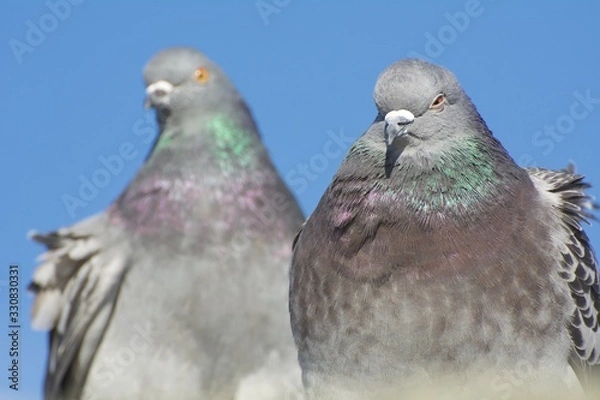 Obraz Pigeon Pair