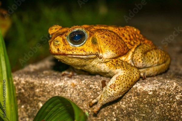 Obraz Frog on the Road