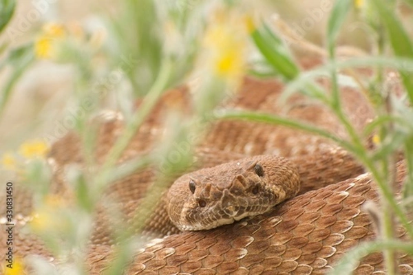 Obraz Red Diamond Rattlesnake
