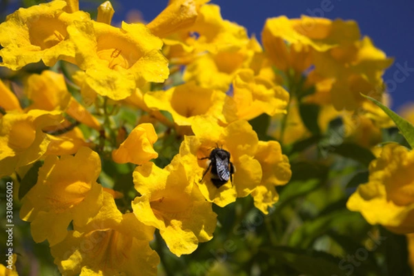 Fototapeta bee on flower