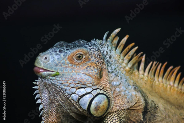Fototapeta green iguana