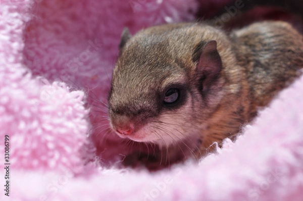 Obraz baby flying squirrel