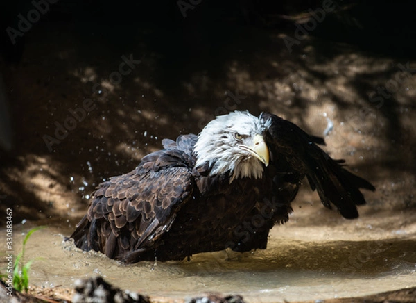 Obraz Bald Eagle Bath