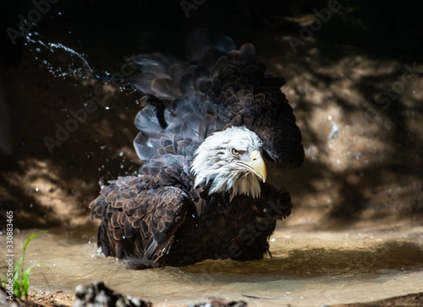 Obraz Bald Eagle Bath