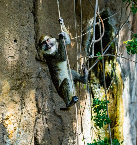 Obraz Monkey