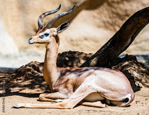 Obraz antelope