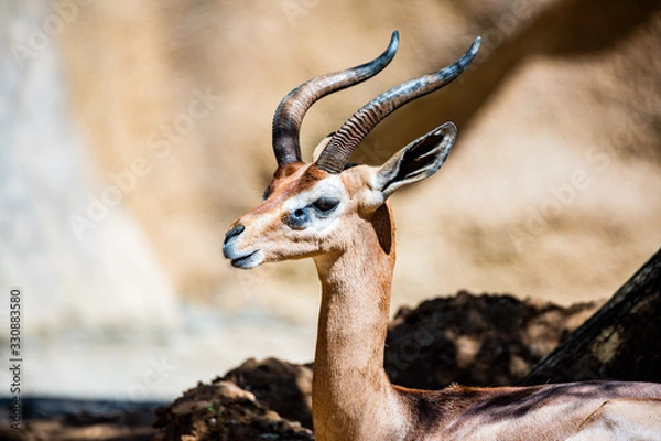 Obraz antelope