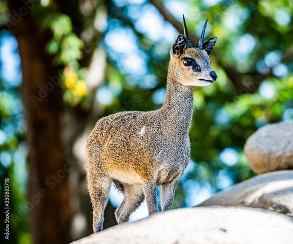 Obraz Klipspringer