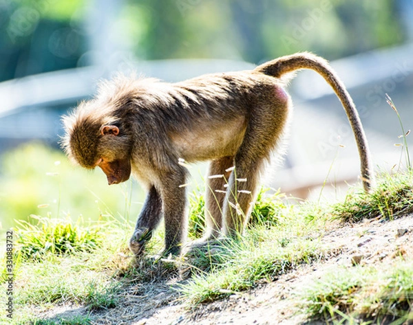 Obraz Baboon