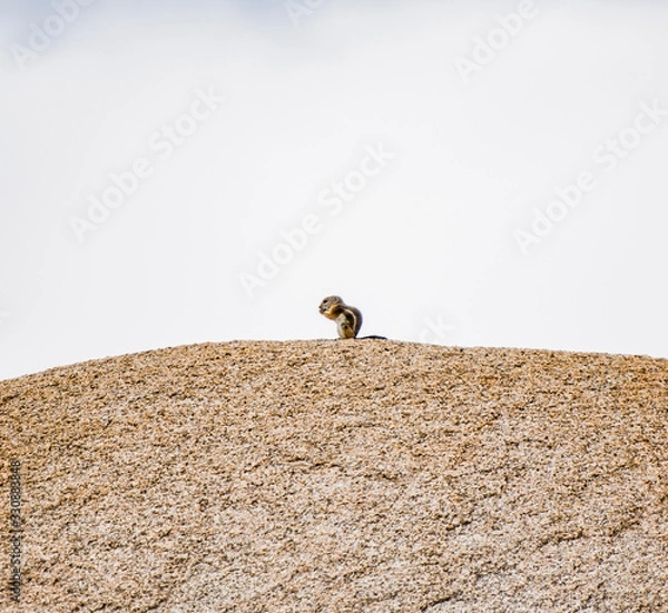 Obraz Chipmunk on Rock