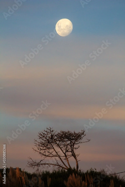 Fototapeta moon and tree