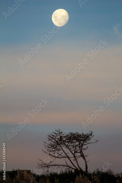 Fototapeta full moon and tree