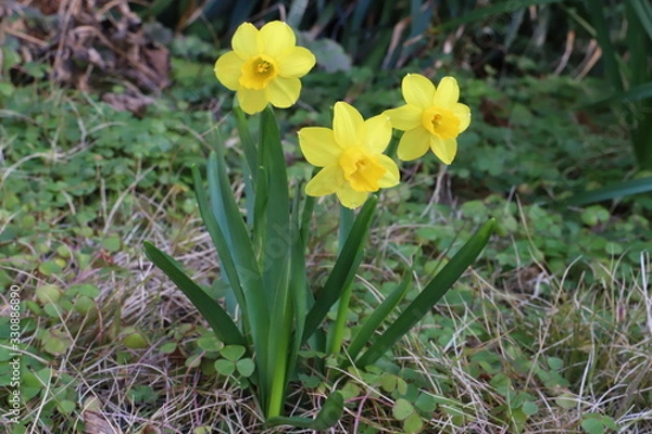 Obraz ミニスイセン（テターテート）の黄色い花