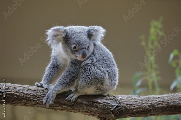 Obraz コアラ