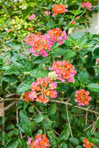 Obraz Orange and yellow Lantana camara flowers growing naturally in the wild