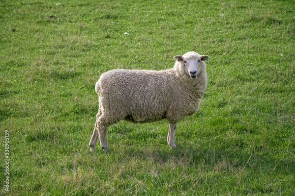 Fototapeta sheep 1