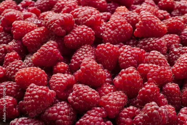 Obraz Freshly picked red raspberries
