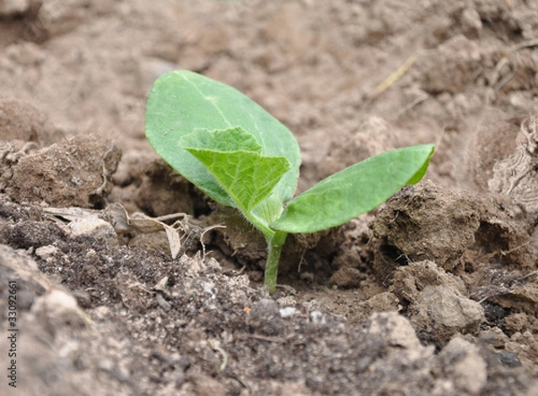 Fototapeta Pumpkin sprout