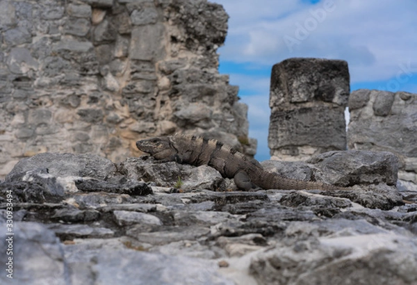 Obraz iguane dans les ruine