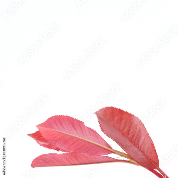 Fototapeta Beautiful red young leaves on white background, Soft peak of Photinia or red robin plant, Small trees.