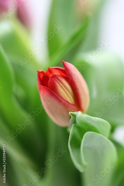Obraz tulipany