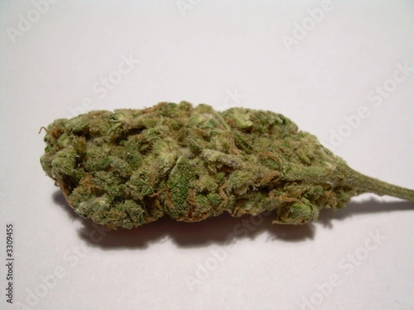 Obraz cannabis
