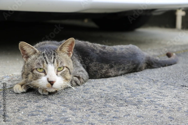 Obraz しゃがんで睨む猫