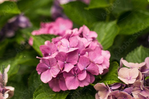 Fototapeta 봄꽃과 여름꽃