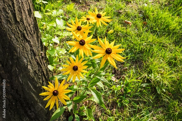 Fototapeta 공원에 핀 꽃