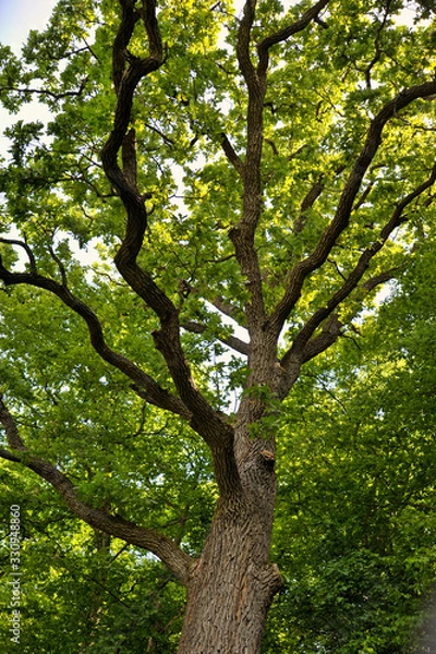 Fototapeta oak