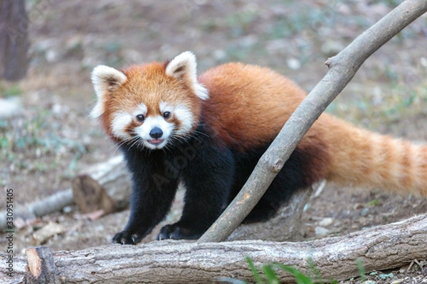 Obraz レッサーパンダ