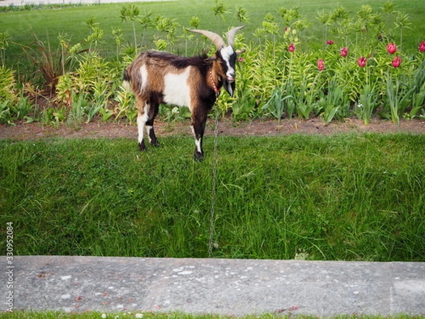 Fototapeta OLYMPUS DIGITAL CAMERA