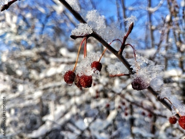 Obraz red berries in winter