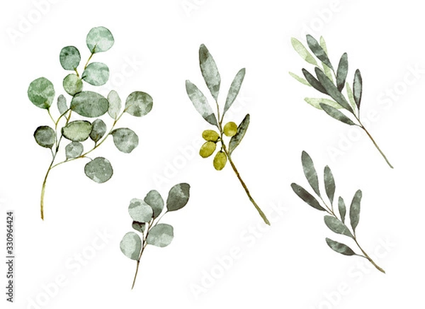 Obraz 葉っぱ　オリーブ  ユーカリ　イラスト　水彩
