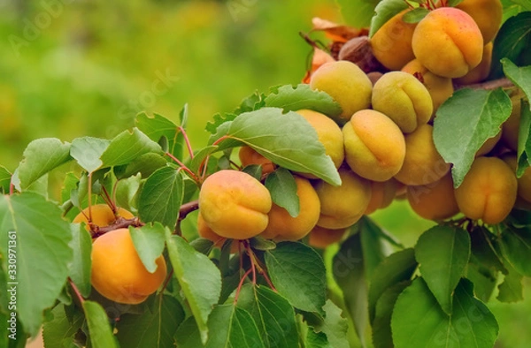 Obraz Branch of tree with apricot fruit closeup