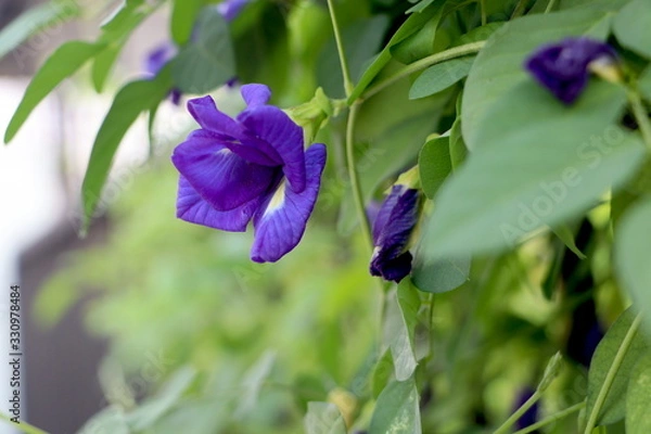 Fototapeta Butterfly pea flowers on the fence