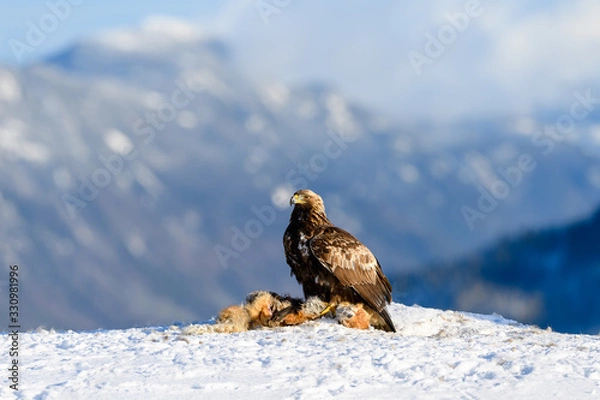 Fototapeta Norwegian golden eagle (Aquila chrysaetos) in winter snow with prey