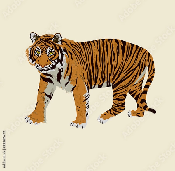 Obraz Sumatrian endangerd tiger watercolor illustration hand drawn