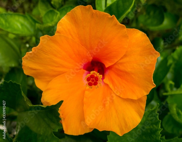 Fototapeta Orange Hibiscus (Hibiscus syriacus), It's famous flower to paint in textile