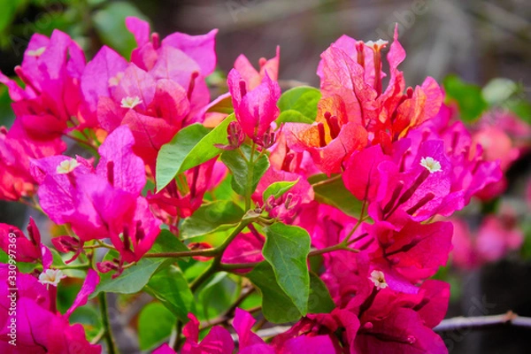 Obraz pink flower bougainville east java indonesia