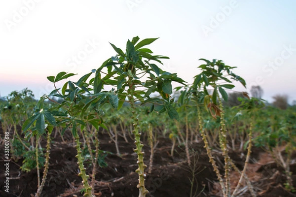 Fototapeta cassava tree growth in planting farm, manioc or tapioca planting field, plot soil for cassava plantation, tapioca leaves, cassava planting plot land, agricultural cassava field plant, manioc farmland